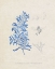 Picture of BLUE MARINE ALGAE VI