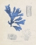 Picture of BLUE MARINE ALGAE VIII