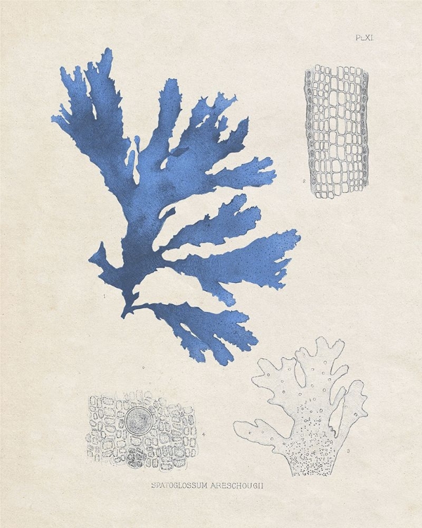 Picture of BLUE MARINE ALGAE VIII