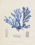 Picture of BLUE MARINE ALGAE IX