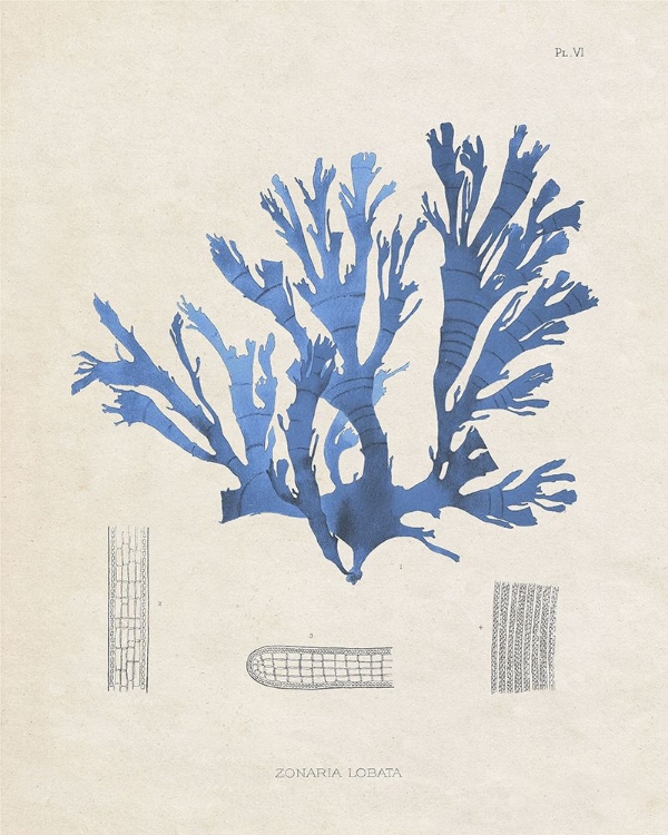 Picture of BLUE MARINE ALGAE IX