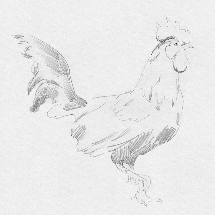 Picture of BIG ROOSTER SKETCH I