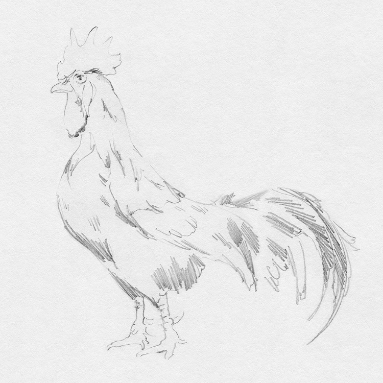 Picture of BIG ROOSTER SKETCH II