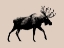 Picture of WILD AMBLER I