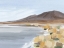 Picture of DESERT OASIS STUDY I
