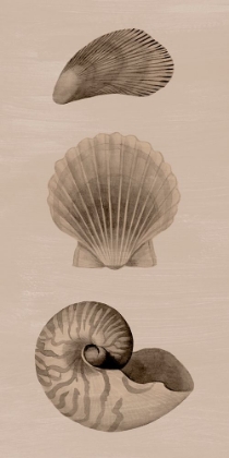 Picture of SHELLS ON SEPIA I