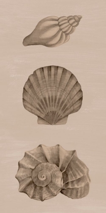 Picture of SHELLS ON SEPIA II