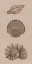 Picture of SHELLS ON SEPIA II