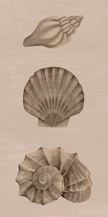 Picture of SHELLS ON SEPIA II