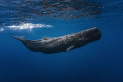 Picture of SPERM WHALE