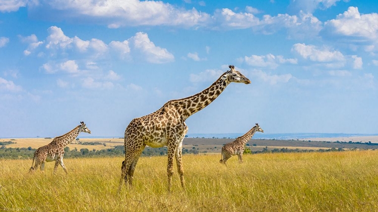 Picture of TRIO GIRAFFES