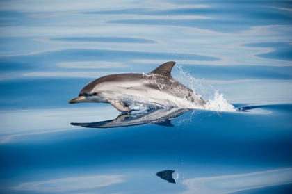Picture of STRIPED DOLPHIN