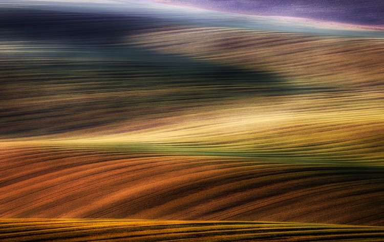 Picture of AUTUMN FIELDS
