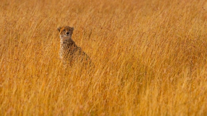 Picture of FERRARI OF THE BUSH