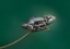 Picture of FROG