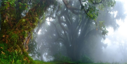 Picture of INSIDE THE CLOUDS