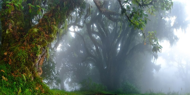 Picture of INSIDE THE CLOUDS