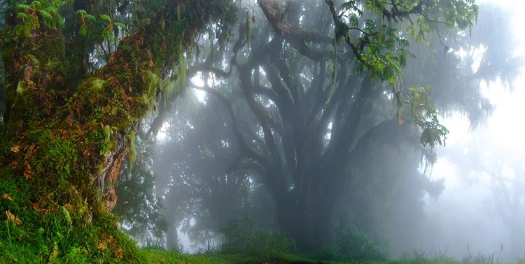 Picture of INSIDE THE CLOUDS