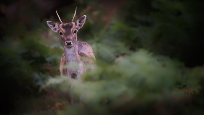 Picture of YOUNG FALLOW DEER