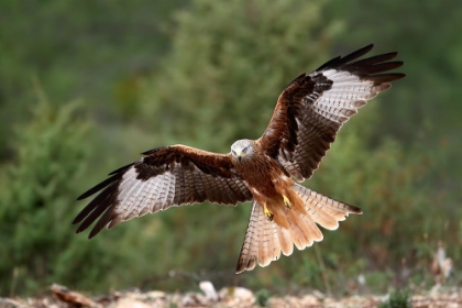 Picture of THE WINGS OF THE RED KITE