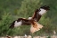 Picture of THE WINGS OF THE RED KITE