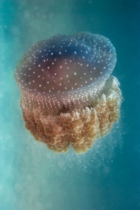 Picture of JELLYFISH - PHYLORHIZA PUNCTATA