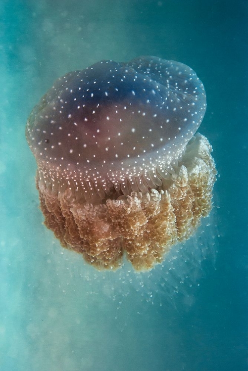 Picture of JELLYFISH - PHYLORHIZA PUNCTATA