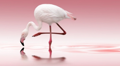 Picture of FLAMINGO