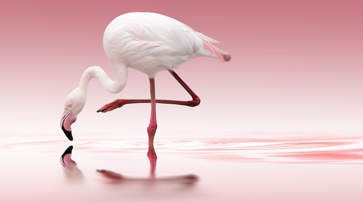 Picture of FLAMINGO