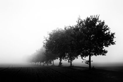Picture of FOGGY DAY