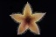 Picture of STAPELIA GRANDIFLORA