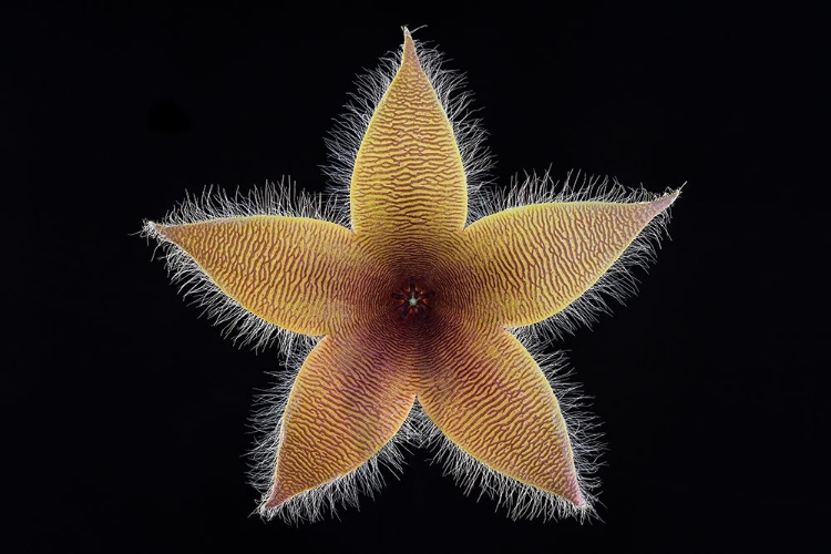 Picture of STAPELIA GRANDIFLORA