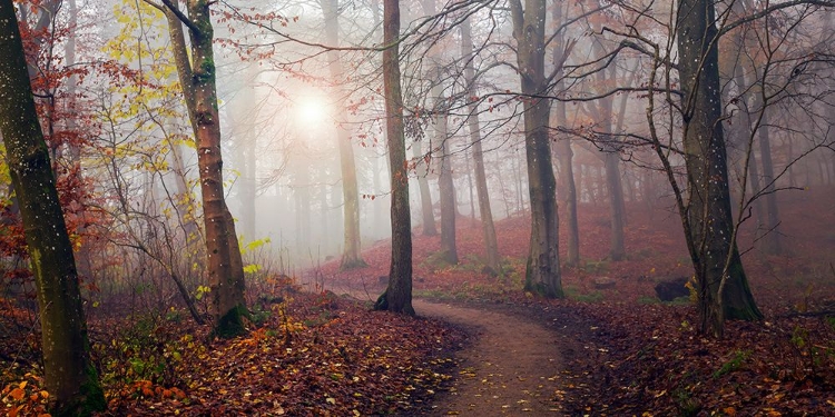 Picture of AUTUMN SUN.