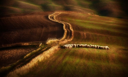 Picture of CROSSING THE FIELDS