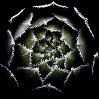 Picture of SEMPERVIVUM ROSETTE