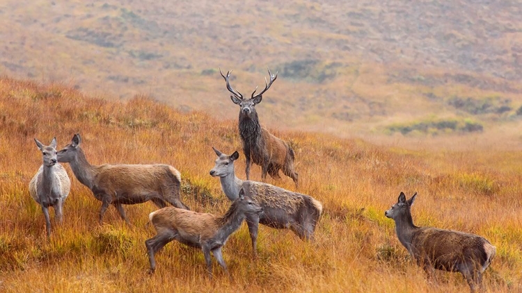 Picture of THE GUARDIAN OF THE MOORLAND