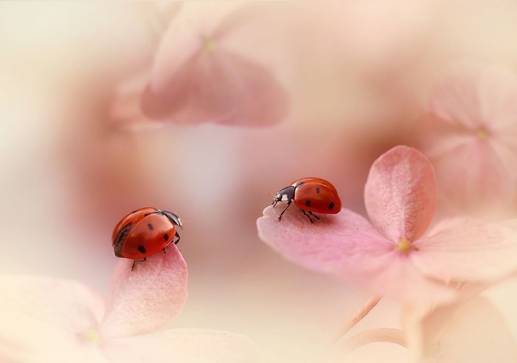 Picture of LADYBIRDS ON PINK HYDRANGEA.