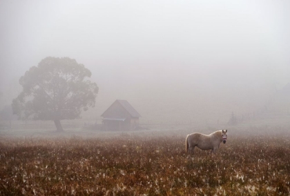 Picture of MORNING FOG