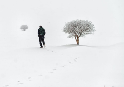 Picture of LONE ON SNOW