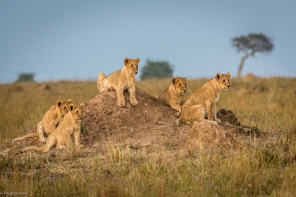 Picture of MOMS COMING BACK - DINNER IS ALMOST HERE.