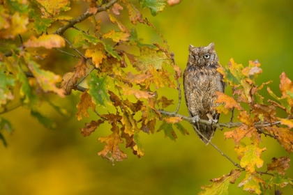 Picture of EUROPEAN SCOPS OWL