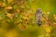 Picture of EUROPEAN SCOPS OWL