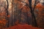 Picture of DECORATIVE FOREST