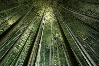 Picture of BAMBOO NIGHT