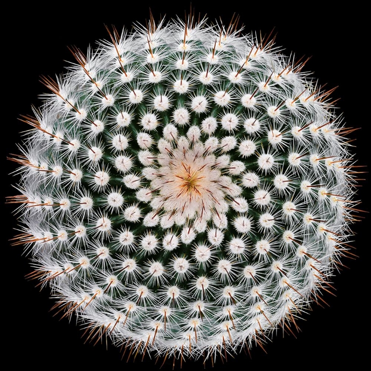 Picture of NOTOCACTUS SCOPA