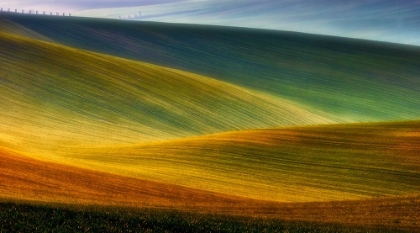 Picture of SPRING FIELDS