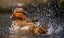 Picture of MANDARIN DUCK