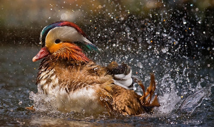 Picture of MANDARIN DUCK