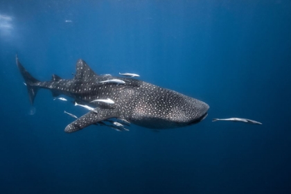 Picture of WHALE SHARK