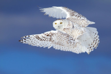 Picture of FLIGHT OF THE SNOWY - SNOWY OWL